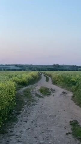 The video pans across a dirt road winding through a field of tall, green grass and yellow wildflowers under a pale pink and blue sky. In the distance, a line of trees is visible, with a thin haze of smoke or fog hanging low over them. The lighting suggests either dawn or dusk.