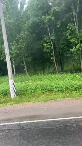 The video shows a view from a moving vehicle, looking out at a lush green roadside environment. The road surface is wet, indicating recent rain. A white line marks the edge of the road. Beyond the road, there is a dense area of green vegetation, with trees of varying heights and types. Some trees are tall and slender, while others are more mature and have thicker trunks. The ground cover is a thick layer of green grass and small white wildflowers. In the background, partially obscured by trees, a white structure is visible, possibly a building or a shed. The overall impression is of a rural or natural setting, possibly on a cloudy or overcast day, as the lighting is diffused and there are no harsh shadows. The camera is panning slightly, suggesting the vehicle is moving forward along the road.