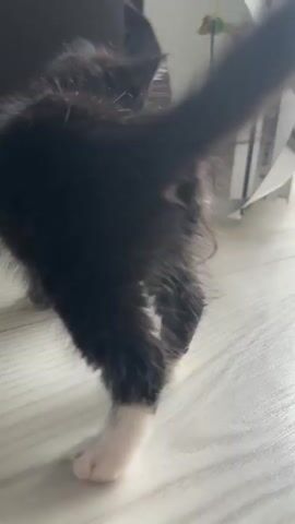 A black and white kitten walks on a light wood floor. The kitten is mostly black with white paws and a white chest. It walks toward a doorway, then turns and plays with a string or ribbon hanging from the doorframe. The kitten tumbles onto its back and continues to play with the string. In the background, there is a dark brown sofa and a white doorframe.