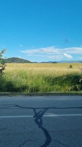 A vertical, stationary video shows a paved road with white lane markings in the foreground. Beyond the road is a large field of tall, golden-brown grass with some green grass interspersed. In the distance, rolling hills with sparse trees are visible under a clear blue sky with a few scattered white clouds. A thin, dark pole-like structure stands in the middle of the field. The sun casts shadows across the field, creating a striped pattern of light and dark. The overall impression is of a rural, natural landscape on a bright, sunny day.