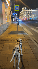 Dalmatian spotted on evening walk in Moscow