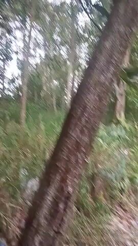 A video displays a view looking up into a forest canopy. Tall, slender trees with rough bark dominate the scene, interspersed with lush green foliage and leaves. The lighting suggests it is daytime, possibly overcast, as there are no distinct shadows. The camera appears to be handheld and is moving slightly, causing a gentle sway in the image. The ground is covered in vegetation, including tall grasses and ferns. In the foreground, a thick tree trunk is visible, angled to the right, with its textured bark prominently featured. The overall impression is one of being immersed in a dense, natural environment.