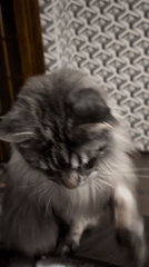 Maine Coon cat observed playing indoors in Izmail, Ukraine