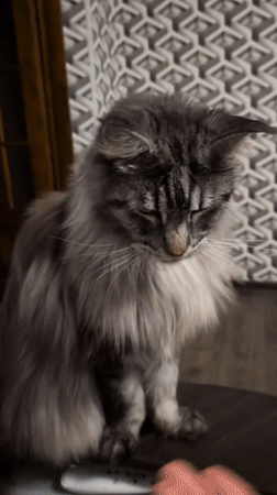 Maine Coon cat observed playing indoors in Izmail, Ukraine