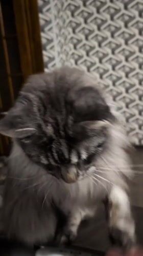 Maine Coon cat observed playing indoors in Izmail, Ukraine