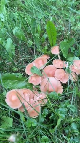 The video shows a cluster of light brown mushrooms growing in green grass. The mushrooms have rounded caps and are growing in a clump. The grass is wet, suggesting recent rain or dew. The camera pans across the mushrooms, focusing on their growth and the surrounding vegetation. There are no people or other discernible objects in the video.
