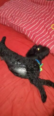 The video shows a black dog with curly fur lying on a red bedspread. The dog is wearing a blue and green collar. There is a striped pillow on the bed and a yellow rubber band. The dog rolls around on the bed.