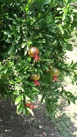 The video shows a close-up view of a pomegranate tree. Several developing pomegranates are visible among the green leaves. The pomegranates are small and appear to be green or reddish-brown, with red calyxes at the blossom end. The lighting suggests it is daytime, and the background is slightly out of focus, showing more foliage and possibly the ground beneath the tree. The camera pans slightly, focusing on different clusters of pomegranates.