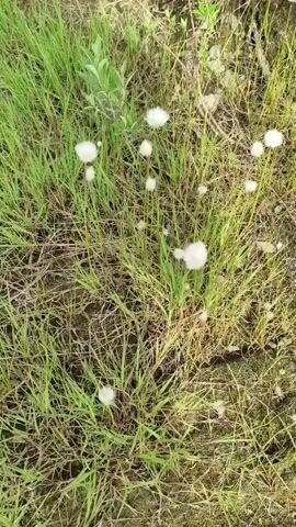 This media file captures a close-up, top-down view of a grassy field dotted with numerous fluffy, white seed heads. The scene is set in a natural environment, likely a meadow or a field in Ugolnye Kopi, Russia. The plants are predominantly green grass with some dried, brown stalks interspersed. The white seed heads, possibly from cotton grass or a similar plant, are the most prominent subjects, appearing in various stages of fluffiness and scattered throughout the frame. Some are clustered together, while others stand alone on thin stems.

The activity depicted is passive, focusing on the static beauty of the plants and their seed dispersal. There are no people or animals visible. The lighting suggests it is daytime, with sunlight illuminating the scene and creating subtle shadows. The weather appears to be dry, as indicated by the presence of dried grass and the overall texture of the environment. The background is a blur of more vegetation and earthy tones, further emphasizing the focus on the foreground details.

Notable details include the delicate, almost ethereal appearance of the white seed heads, which appear to be light and airy, suggesting they are ready to be carried by the wind. The texture of the grass and the subtle variations in color add depth to the image. There are no visible text elements in the media file. The overall mood conveyed is one of natural tranquility and the quiet beauty of a summer or late spring day in a rural landscape. The image evokes a sense of peacefulness and the natural processes of plant life.