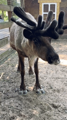 Saint Petersburg park visitors enjoy animals, boating, sports activities