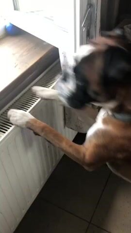 A medium shot shows a brown and white boxer dog standing on its hind legs with its front paws resting on a radiator. The dog is looking out a window. The dog's head is turned to the left, and its body is angled towards the right. The radiator is white and appears to be made of metal. The window is open at the top, and outside the window, there is greenery.