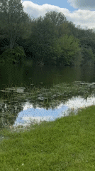 Three swans spotted swimming in Bulgarian waterway near Beli Brod