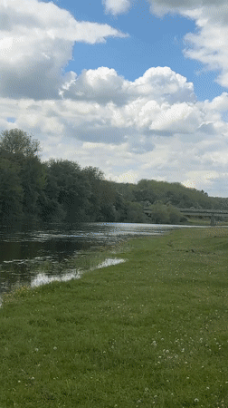 Three swans spotted swimming in Bulgarian waterway near Beli Brod