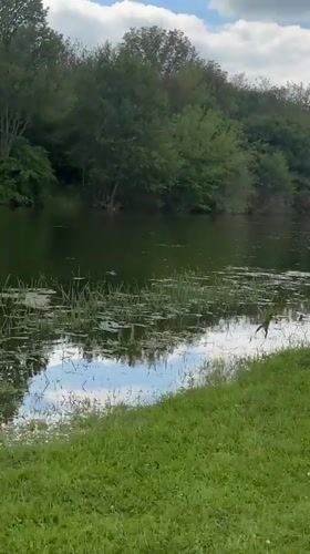 Three swans spotted swimming in Bulgarian waterway near Beli Brod