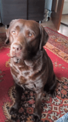 Domestic life moments with chocolate Labrador in Rybnik home