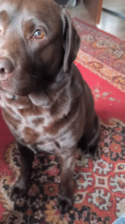 Domestic life moments with chocolate Labrador in Rybnik home