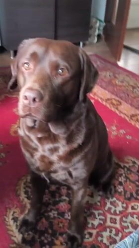 Domestic life moments with chocolate Labrador in Rybnik home