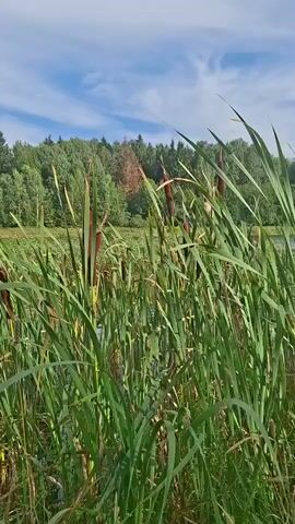 The video shows a close-up view of cattails swaying in the wind, with a lake and a forest in the background. The sky is blue with some white clouds. The sunlight appears to be bright, indicating it is daytime. There are no people visible in the video. A small dark object, possibly a bird or insect, flies across the scene briefly. The focus is on the reeds and their movement.