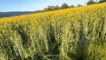 Person and dog enjoy afternoon in Bulgarian flower field