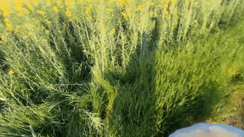 Person and dog enjoy afternoon in Bulgarian flower field
