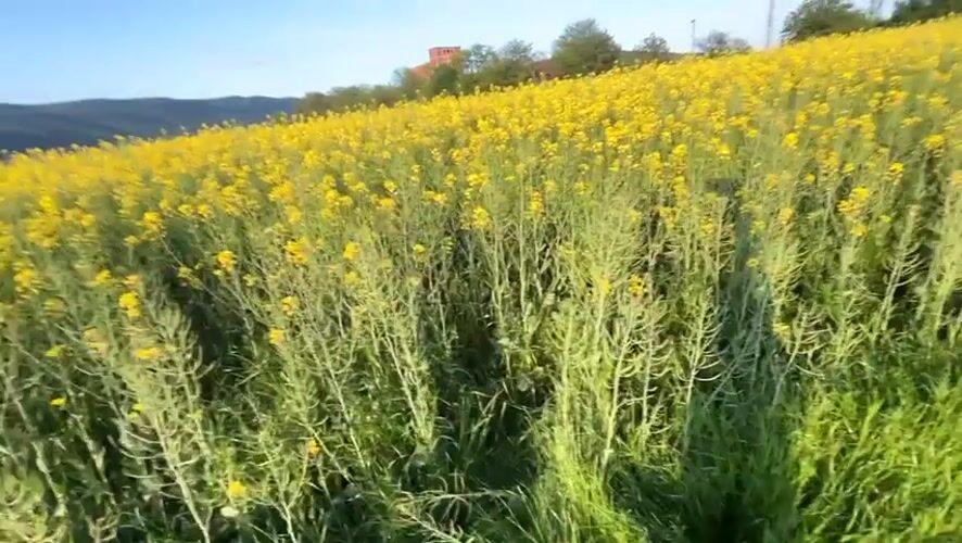Person and dog enjoy afternoon in Bulgarian flower field