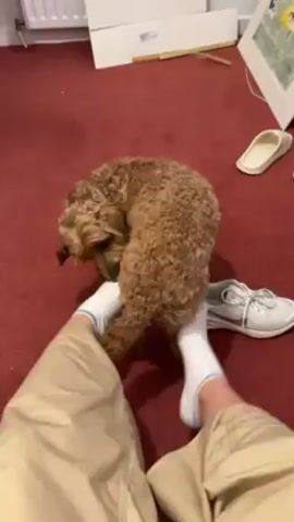 Here's a brief description of the video:

The video features a person wearing khaki pants and white socks sitting on a red carpet. A small, curly-haired, brown dog is standing between the person's feet, and the person is holding the dog's legs up with their feet, essentially cradling the dog in place. There is a radiator in the background, along with a white box, a framed piece of art, a single white slipper, and a white shoe. The dog appears to be looking around.