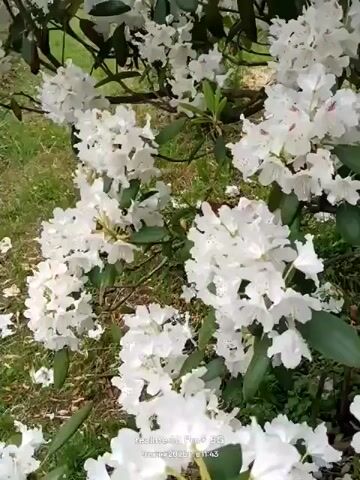 A close-up video shows white rhododendron flowers in full bloom. The camera pans across clusters of flowers, highlighting their delicate petals and green leaves. The background consists of a grassy area and tree trunks, suggesting an outdoor setting. The video has timestamps overlayed at the bottom.