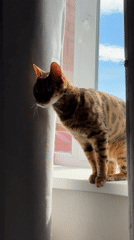 Bengal cat spotted on windowsill amid gray curtains