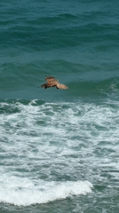 Owl and aircraft spotted in morning skies over Netanya
