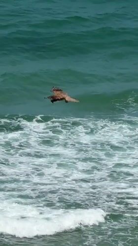 Owl and aircraft spotted in morning skies over Netanya