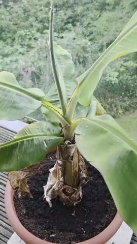 A potted banana plant is shown from a medium close-up perspective. The plant has several large green leaves and a new shoot emerging from the center. The base of the plant consists of dried, brown pseudostems. The pot is filled with dark soil. In the background, out of focus, is greenery suggesting an outdoor setting, possibly a window with foliage visible beyond. The lighting is natural, with some slight glare on the leaves. There are no people or animals visible.