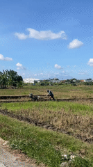 Farmer tills flooded rice paddy in North Kuta