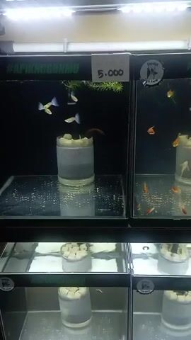 The video shows a close-up view of fish tanks. In the upper left tank, several small guppies swim near a cylindrical object in the center. The tank to the right contains more guppies, some of which are orange or reddish. The tanks appear to be stacked, with another level visible below, also containing fish tanks with similar cylindrical objects. The lighting is somewhat dim, creating reflections on the glass surfaces. There is a label with "5.000" on the upper left tank. The overall environment appears to be an aquarium or pet store setting.