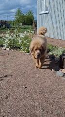 Dog spotted playing in residential yard in Kempelevo, Russia