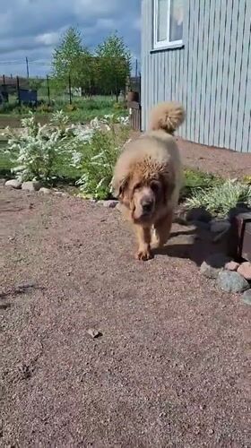 Dog spotted playing in residential yard in Kempelevo, Russia
