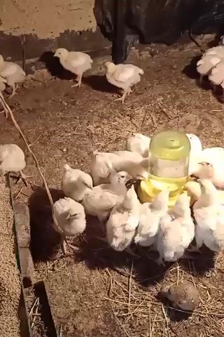 A group of young chickens huddle around a yellow and clear plastic chicken waterer. The chickens are mostly white with some faint yellow coloring. Some of the chickens are drinking from the waterer, while others are waiting their turn or pecking at the ground. The ground is covered with straw and dirt. In the background, there are more chickens, some of which are out of focus. There is a large black object leaning against the back wall, possibly a tarp or bag. A glass jar filled with liquid is also visible in the background. The overall environment appears to be an indoor enclosure, possibly a coop or barn. The lighting is dim, suggesting it might be indoors or nighttime. The video captures a moment of activity as the chickens access their water source.