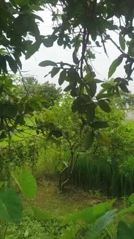 A vertical video captures a lush green environment with dense foliage. In the foreground, large, vibrant green leaves dominate the lower portion of the frame, suggesting a tropical or subtropical setting. The middle ground features a young tree with thin branches and smaller leaves, its trunk a mix of brown and green. Beyond this tree, a variety of other green plants and trees create a layered effect, with a patch of tall, reedy plants to the right and a distant field of green crops. The sky is overcast, casting a soft, diffused light on the scene, which appears to be a natural outdoor setting.