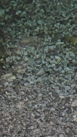 The video shows a clear, shallow body of water with a rocky bottom. The water is calm, and the rocks are varied in size and color. In the upper right corner, a small, yellow-brown animal, possibly a bird or a small mammal, is visible standing on the rocks. The animal appears to be looking down towards the water. The rest of the video focuses on the underwater scene, with glimpses of the rocky substrate and the clear water. There are no discernible interactions or complex actions occurring.