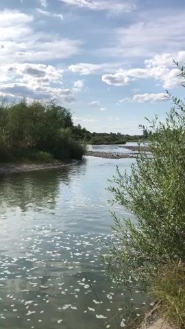 The video shows a river flowing through a natural landscape. The water has a greenish tint and is covered with small white bubbles, particularly in the foreground. The riverbanks are lined with dense green foliage, consisting of trees and bushes. The sky above is blue with scattered white clouds. The camera appears to be moving slightly, perhaps as if on a boat or from a handheld perspective near the water's edge. Sunlight reflects off the water's surface, creating bright spots. In the distance, the river appears to curve or branch. The overall impression is a peaceful, natural outdoor scene.
