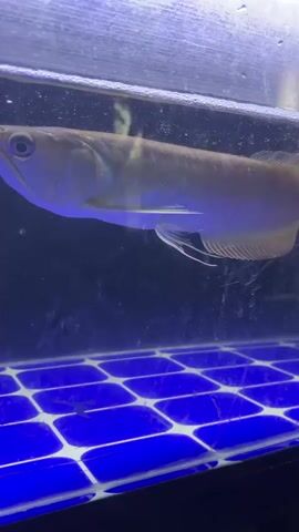 A silver arowana fish swims in a dark aquarium with blue LED lights illuminating the bottom. A smaller, spotted fish, possibly a gar or a similar bottom-dweller, is positioned beneath the arowana. The arowana's head is visible on the left side of the frame, with its body extending to the right. The aquarium appears to have a filter or pump mechanism on the left side.