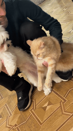 Quiet evening at home with pets, reading and studying