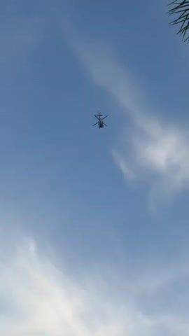 A helicopter flies across a bright blue sky with sparse white clouds. A bird flies past the helicopter at a lower altitude. The edge of a green palm frond is visible in the upper right corner of the frame.