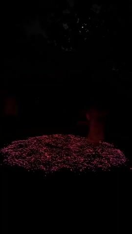 The video shows a dimly lit outdoor scene at night. In the foreground, a circular area is covered with a dense scattering of small, pinkish-red, glowing objects. The objects are irregular in shape and appear to be small pebbles or crystals. Behind this glowing area, a dark silhouette of a person, or possibly two people, is visible, illuminated by a soft red light emanating from behind them. The figure on the right appears to be wearing a long, flowing garment. The background is almost entirely black, with the faint outline of dark leaves from a tree visible at the top of the frame, and a small, bright spot, possibly the moon, visible amongst the leaves. The overall impression is of an ethereal or mystical setting.