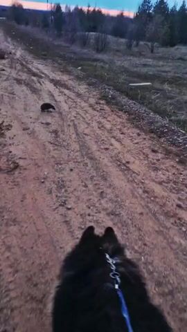 The video shows a hedgehog walking on a dirt road. It then curls up into a ball when a dark object, possibly a dog, approaches. The dog then walks past the hedgehog. The camera then focuses on a pile of rocks on the road.