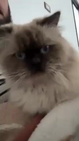 The video shows a person holding a fluffy cat that appears to be a Ragdoll or Himalayan breed. The person is petting the cat's neck and head. The cat has blue eyes and dark brown markings on its face and ears. The person is wearing a striped shirt. The background is a white wall with a small picture frame and a door or window frame.
