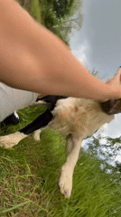 Peaceful animal encounters captured in Bulgarian hillside town