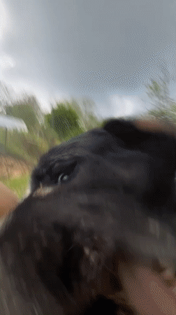 Peaceful animal encounters captured in Bulgarian hillside town