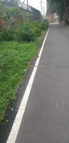 The video pans across a paved road with a white line marking its edge. To the left of the road is a strip of lush green grass and dense foliage. Beyond the vegetation, there appears to be a building with a reddish-brown brick facade and a concrete wall. The scene is overcast, suggesting it might be raining or has recently rained, as indicated by the wet appearance of the road and foliage. The camera movement is smooth, giving the impression of someone walking or cycling along the road. No people or animals are visible in the frame. The environment appears to be outdoors, possibly in a semi-urban or suburban area given the presence of the road and building.