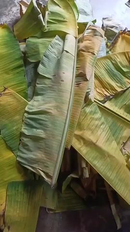A close-up aerial view of a pile of large, green and yellow banana leaves. The leaves are curved and overlapping, with some showing signs of browning and wilting. A thick, pale green central vein is visible on the largest leaf in the foreground, which runs vertically down the center of the frame. The background is dark and out of focus. The lighting is natural and appears to be from overhead.