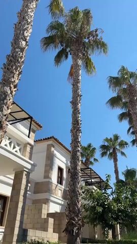 The video shows an outdoor scene with palm trees and buildings. The camera pans down to reveal a tiled patio area with a low stone wall covered by a thick hedge. A line of bowls containing food is placed on the patio along the wall. To the right of the bowls, a framed photograph of two cats is attached to the wall. One of the cats in the photo appears to be wearing a small bow. Below the photograph, there is a single bowl of food. The overall impression is that the area is set up for feeding stray cats.